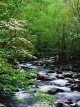Stream in Lush Forest-Ron Watts-Photographic Print
