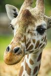 Close-up of a Reticulated Giraffe at the Jacksonville Zoo-Rona Schwarz-Photographic Print