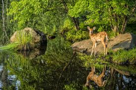 Affordable Deer Photography Posters For At Allposters Minnesota Sandstone White Tailed Deer Fawn And Foliage By Rona Schwarz