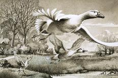 Geese Flying-Ronald Lampitt-Framed Giclee Print