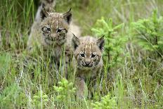 Forest, Eurasian Lynx, Lynx Lynx, Mother Animal, Watchfulness, Young Animal, Sitting, Back View-Ronald Wittek-Photographic Print