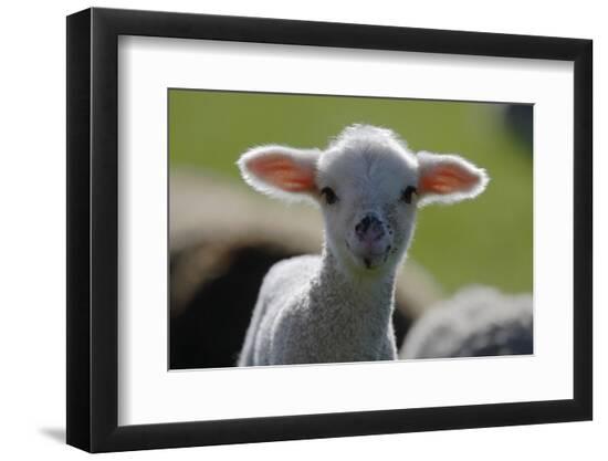 Premium Photographic Print, , large