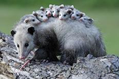 North American Opossum, Didelphis Virginiana, Parental Animal, Young Animals, Hump-Ronald Wittek-Photographic Print