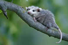 North American Opossum, Didelphis Virginiana, Parental Animal, Young Animals, Hump-Ronald Wittek-Photographic Print