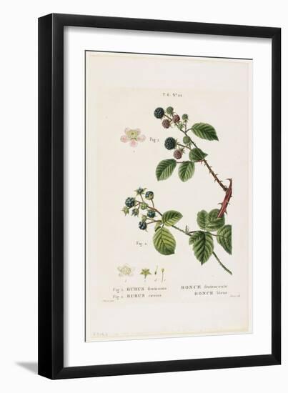 Ronce Frutescente. Ronce Bleue, from Traites Des Arbres Et Fruitiers, 1801-1819-Pancrace Bessa-Framed Giclee Print