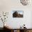 Roof of Traditional Trullos (Trulli) in Alberobello-Martin-Photographic Print displayed on a wall