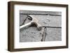 Roof Repair-soupstock-Framed Photographic Print