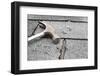 Roof Repair-soupstock-Framed Photographic Print