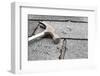 Roof Repair-soupstock-Framed Photographic Print