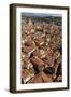 Roof Tops of Florence, Italy, Tuscany, Europe-Simon Montgomery-Framed Premium Photographic Print