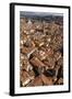 Roof Tops of Florence, Italy, Tuscany, Europe-Simon Montgomery-Framed Photographic Print