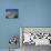 Rooftops of Town from the Castle, Bovino, Puglia, Italy, Europe-Terry Sheila-Photographic Print displayed on a wall