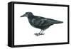 Rook (Corvus Frugilegus), Birds-Encyclopaedia Britannica-Framed Stretched Canvas