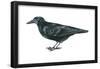 Rook (Corvus Frugilegus), Birds-Encyclopaedia Britannica-Framed Poster