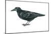 Rook (Corvus Frugilegus), Birds-Encyclopaedia Britannica-Mounted Poster