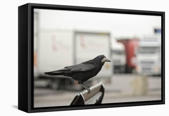 Rook (Corvus Frugilegus) Perched in Motorway Service Area, Midlands, UK, April-Terry Whittaker-Framed Stretched Canvas