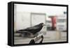Rook (Corvus Frugilegus) Perched in Motorway Service Area, Midlands, UK, April-Terry Whittaker-Framed Stretched Canvas