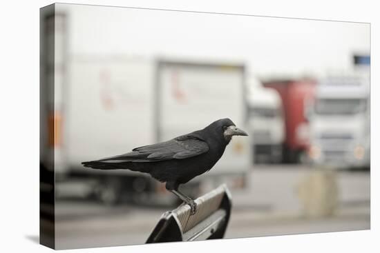 Rook (Corvus Frugilegus) Perched in Motorway Service Area, Midlands, UK, April-Terry Whittaker-Stretched Canvas