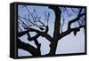 Rook Perching on a Bare Tree, Silhouette-Uwe Steffens-Framed Stretched Canvas