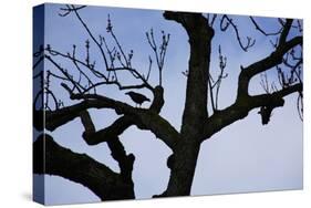 Rook Perching on a Bare Tree, Silhouette-Uwe Steffens-Stretched Canvas