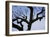 Rook Perching on a Bare Tree, Silhouette-Uwe Steffens-Framed Photographic Print