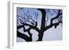 Rook Perching on a Bare Tree, Silhouette-Uwe Steffens-Framed Photographic Print