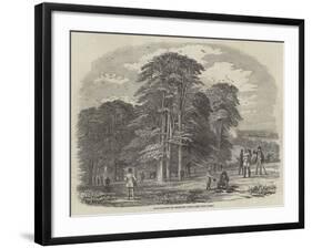 Rook-Shooting in Penshurst Park-null-Framed Giclee Print