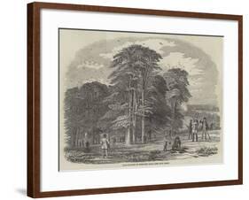 Rook-Shooting in Penshurst Park-null-Framed Giclee Print