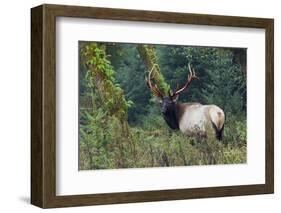 Roosevelt Bull Elk, Hoh Rainforest-Ken Archer-Framed Photographic Print