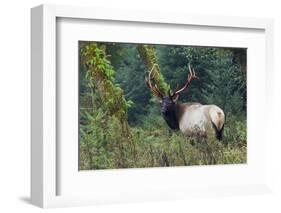 Roosevelt Bull Elk, Hoh Rainforest-Ken Archer-Framed Photographic Print