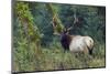 Roosevelt Bull Elk, Hoh Rainforest-Ken Archer-Mounted Photographic Print