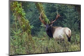 Roosevelt Bull Elk, Hoh Rainforest-Ken Archer-Mounted Photographic Print