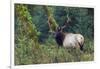 Roosevelt Bull Elk, Hoh Rainforest-Ken Archer-Framed Photographic Print