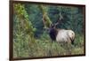 Roosevelt Bull Elk, Hoh Rainforest-Ken Archer-Framed Photographic Print