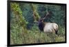 Roosevelt Bull Elk, Hoh Rainforest-Ken Archer-Framed Photographic Print