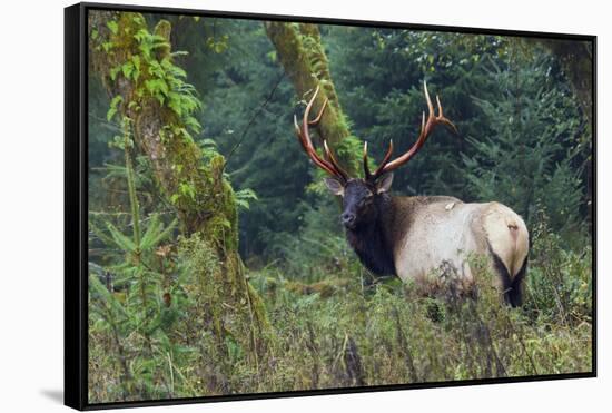 Roosevelt Bull Elk, Hoh Rainforest-Ken Archer-Framed Stretched Canvas