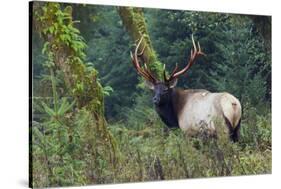 Roosevelt Bull Elk, Hoh Rainforest-Ken Archer-Stretched Canvas