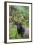 Roosevelt bull elk, Olympic Rainforest-Ken Archer-Framed Photographic Print