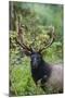 Roosevelt bull elk, Olympic Rainforest-Ken Archer-Mounted Photographic Print