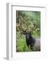 Roosevelt bull elk, Olympic Rainforest-Ken Archer-Framed Photographic Print