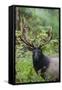Roosevelt bull elk, Olympic Rainforest-Ken Archer-Framed Stretched Canvas