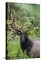 Roosevelt bull elk, Olympic Rainforest-Ken Archer-Stretched Canvas