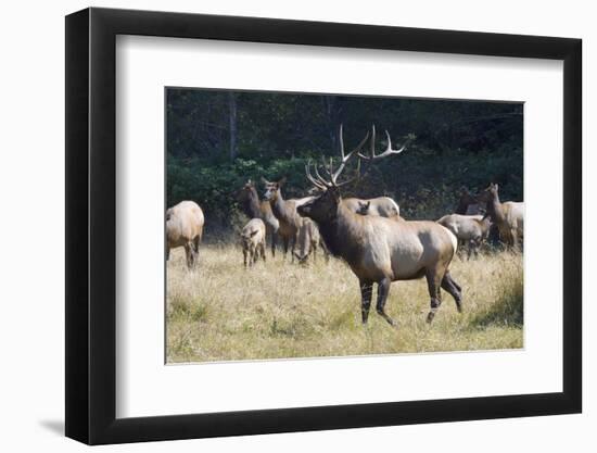 Roosevelt Bull Elk With Herd-Panoramic Images-Framed Photographic Print