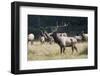 Roosevelt Bull Elk With Herd-Panoramic Images-Framed Photographic Print