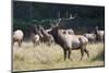 Roosevelt Bull Elk With Herd-Panoramic Images-Mounted Photographic Print