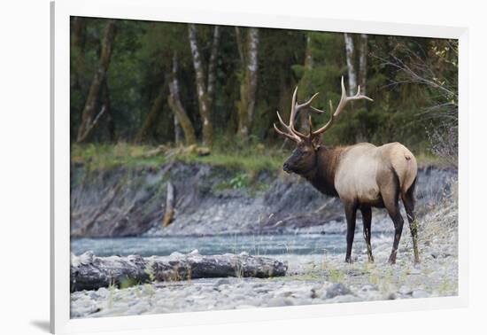 Roosevelt Bull Elk-Ken Archer-Framed Photographic Print