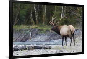 Roosevelt Bull Elk-Ken Archer-Framed Photographic Print