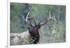 Roosevelt Bull Elk-Ken Archer-Framed Photographic Print