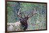 Roosevelt Bull Elk-Ken Archer-Framed Photographic Print