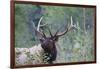 Roosevelt Bull Elk-Ken Archer-Framed Photographic Print